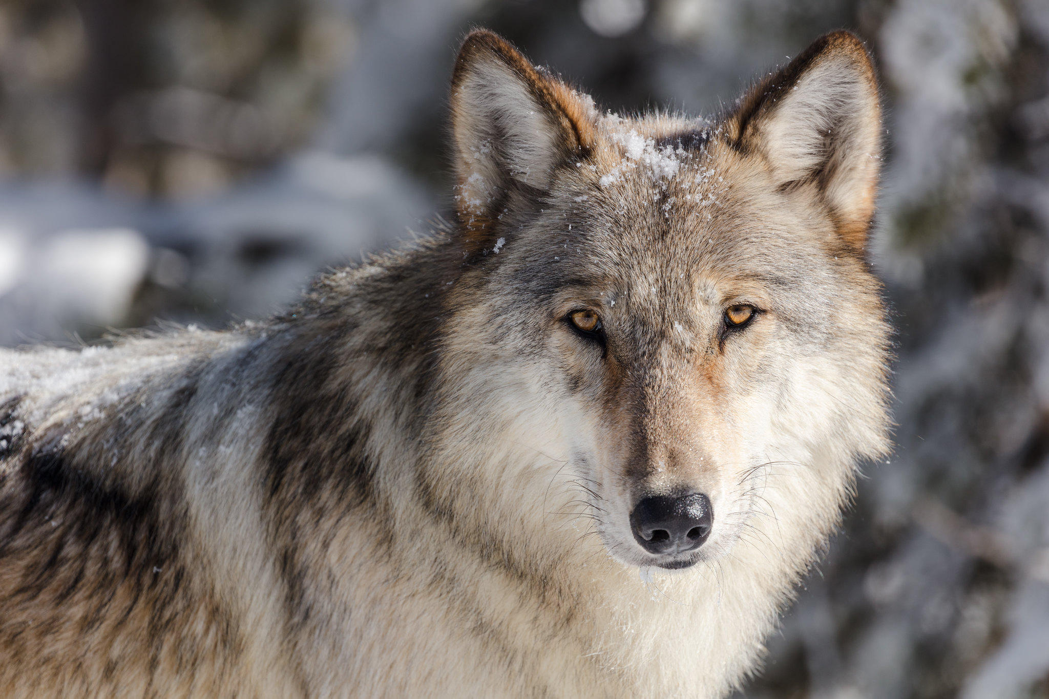 Image of Sierra Club - Coyote Corner: References About Wolves And Coyotes